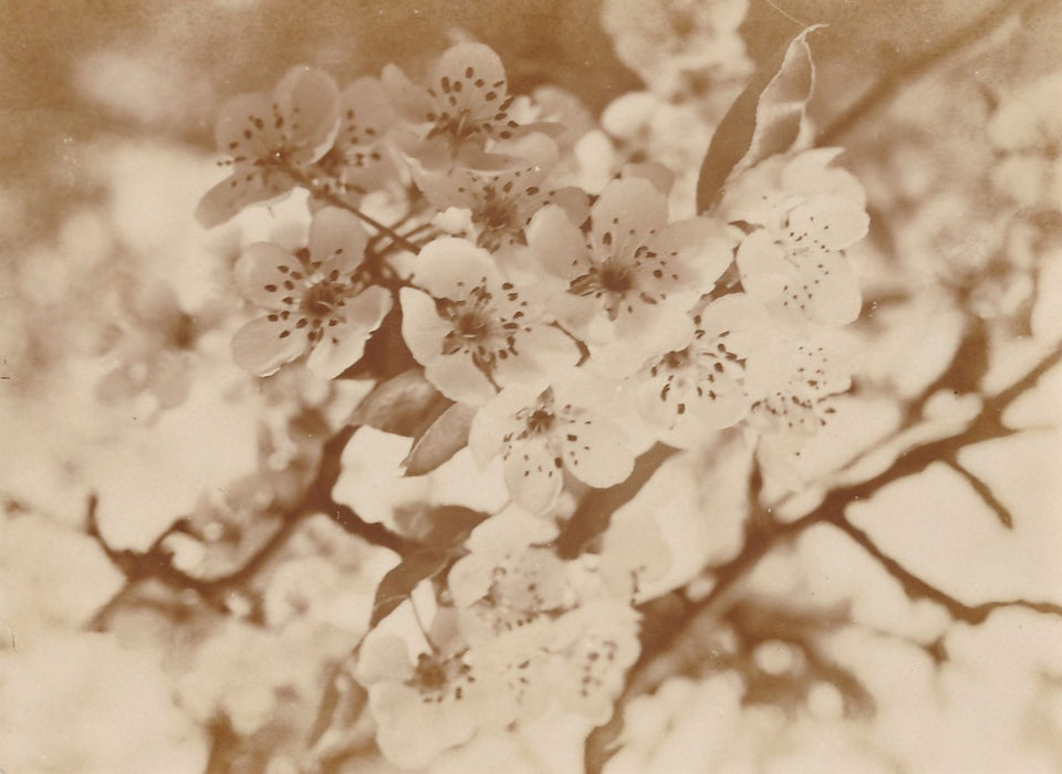 fleurs arbre photo photographie albumine petit format