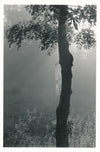 François TUEFFERD photo photographie tirage postérieur nature arbre