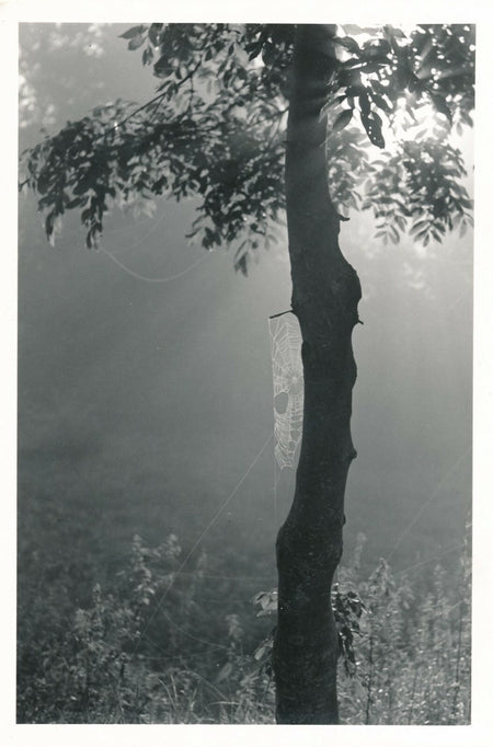 François TUEFFERD photo photographie tirage postérieur nature arbre
