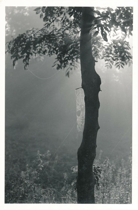 François TUEFFERD photo photographie tirage postérieur nature arbre