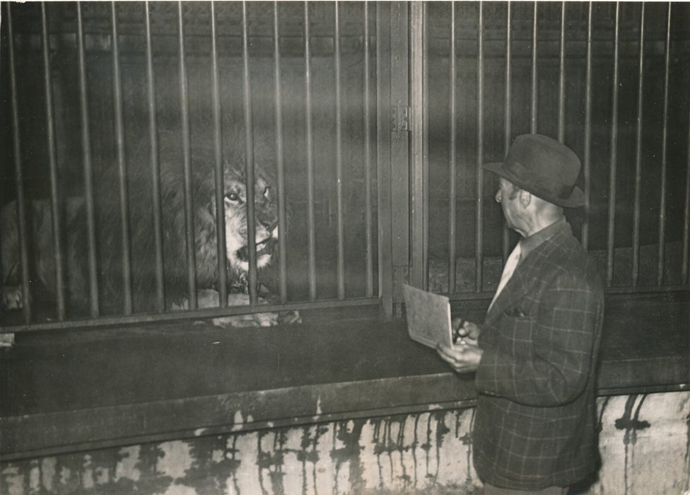  lion zoo croquis dessin photo photographie