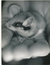 la main photographie photo tirage argentique v. 1950