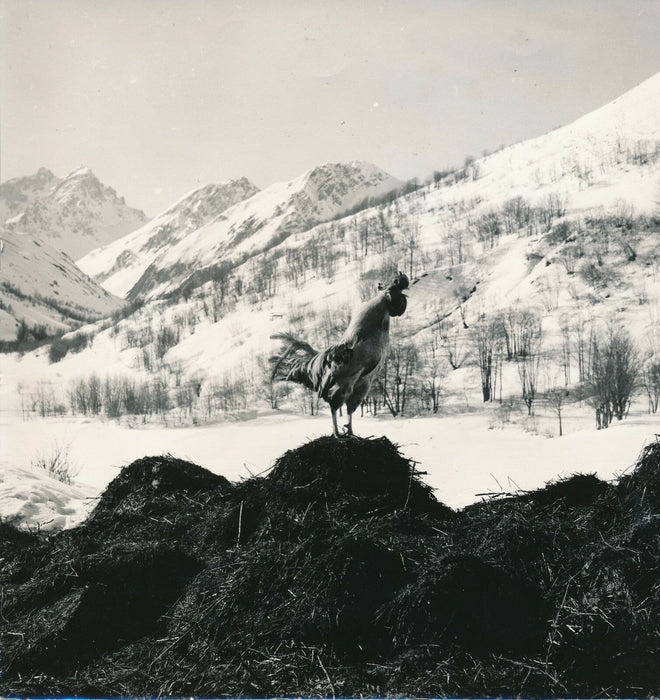 Le coq sur un tas de fumier photo photographie époque neige