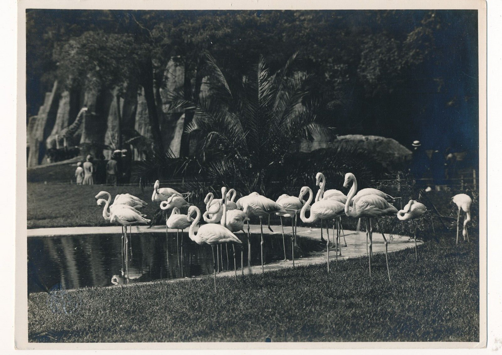 photographie exposition coloniale