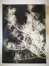 Photogramme branche de sapin photographie photo argentique c. 1950 ?