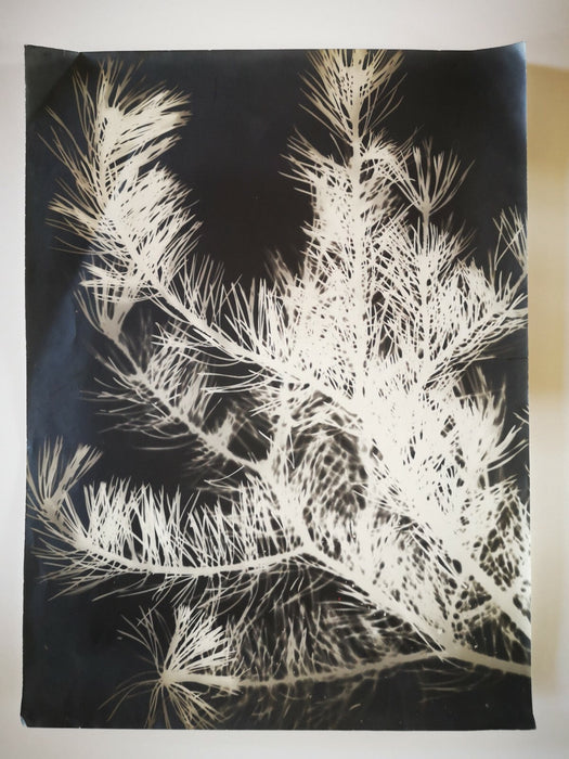 Photogramme branche de sapin photographie photo argentique c. 1950 ?