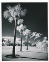 Photographie infrarouge effet Wood Miami effet neige photo photographie palmiers