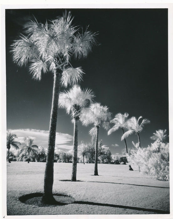 Photographie infrarouge effet Wood Miami effet neige photo photographie palmiers