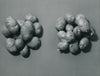 Pierre Jahan étude pommes terre photo photographie époque v. 1950 nature morte