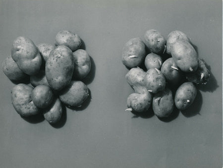 Pierre Jahan étude pommes terre photo photographie époque v. 1950 nature morte
