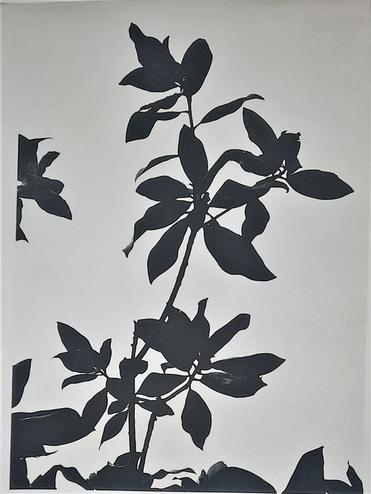 Plante Anonyme tirage argentique papier baryté années 1970 grand format