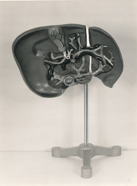 Médecine oreille modèle anatomique photo phographie sculpture insolite