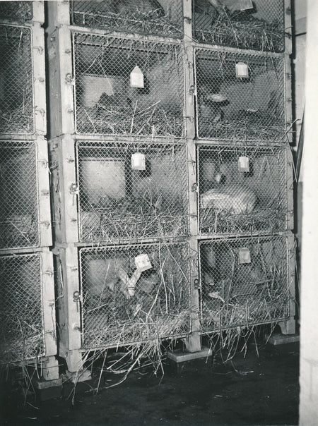 Médecine animaux , quai la Tournelle photo
