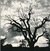 arbre contre jour soleil ombre photo photographie v. 1970 anonyme ciel nuages
