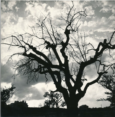 arbre contre jour soleil ombre photo photographie v. 1970 anonyme ciel nuages