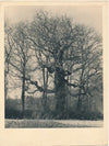 photo photographie Arbre remarquable photo photographie tirage argentique époque vers 1950-1960