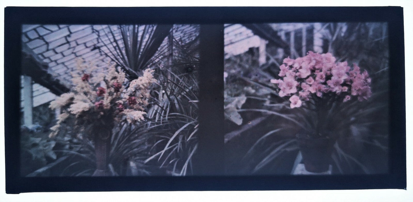 1 autochrome fleurs deux vues (1) photo photographie
