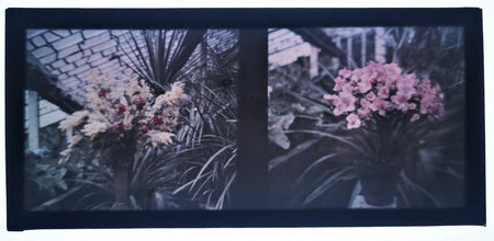 1 autochrome fleurs deux vues (1) photo photographie