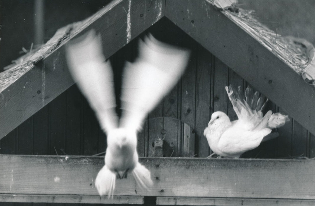 Colombes photo photographie époque oiseaux ailes
