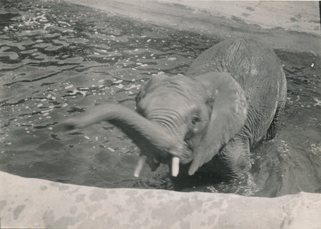 2 photos  v. 1930 photo photographie époque