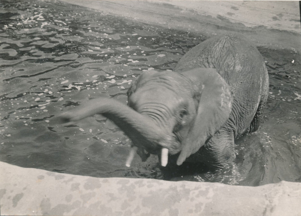 2 photos  v. 1930 photo photographie époque