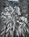  photographe années 1930-1950 fleurs feuilles photo photographie