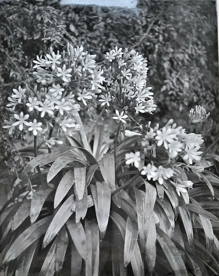  photographe années 1930-1950 fleurs feuilles photo photographie
