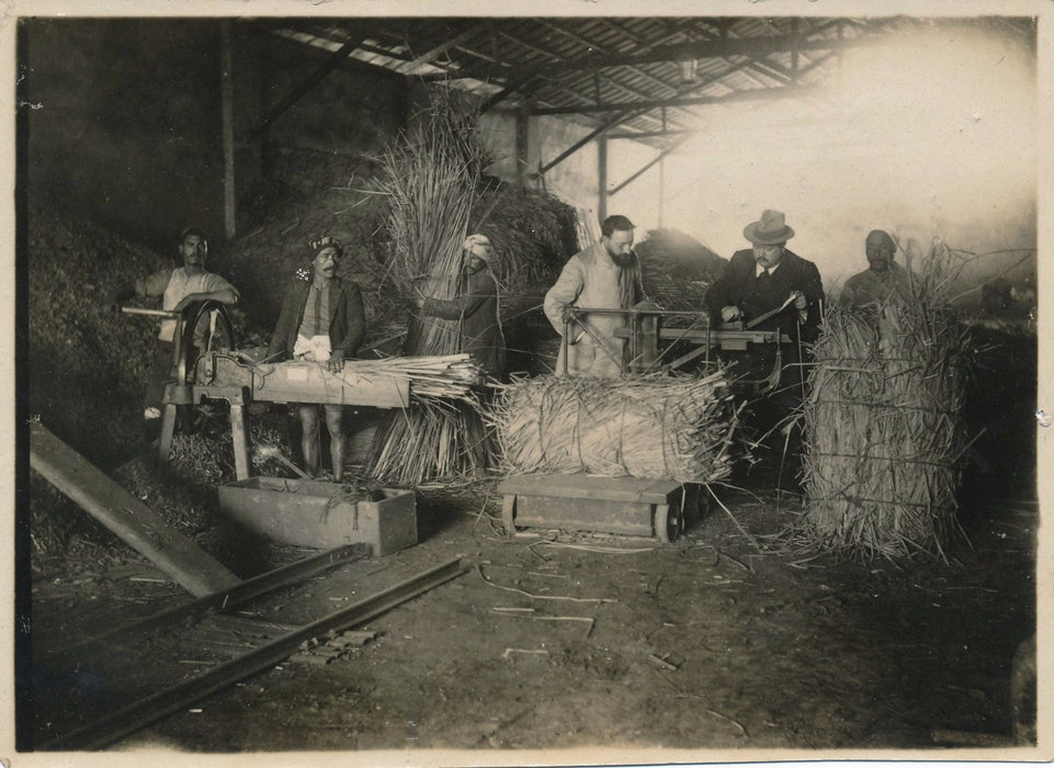 Algérie ? colonie agriculture moisson photo argentique d'époque v. 1920 ouvrier