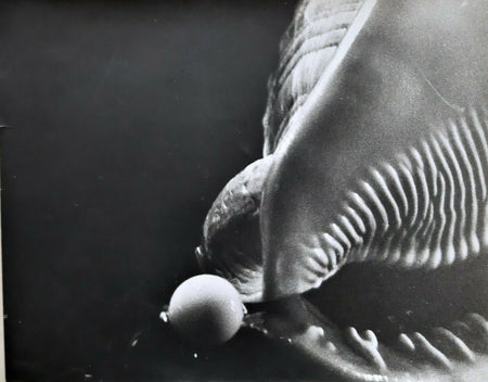 Coquillage et perle Tirage argentique d’époque, années 1970, sur papier baryté. 
