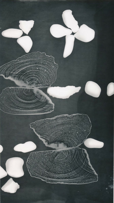 anonyme photogramme coquillage fleur photo photographie