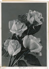 photo argentique époque années 1930