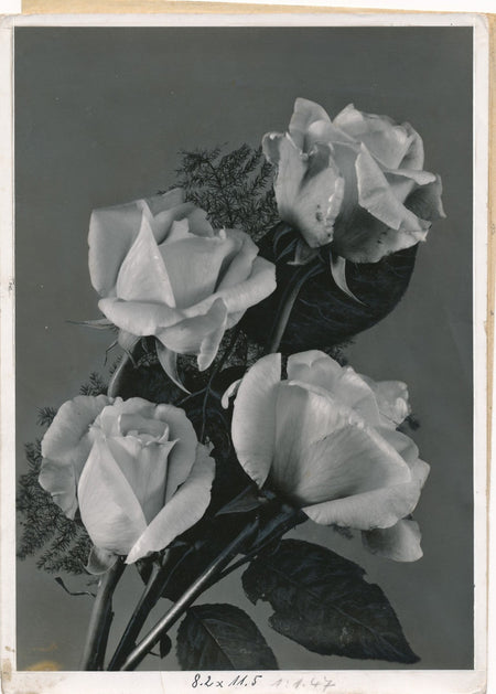 photo argentique époque années 1930
