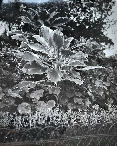 photographe 1930-1950 nature plante fleurs photo photographie