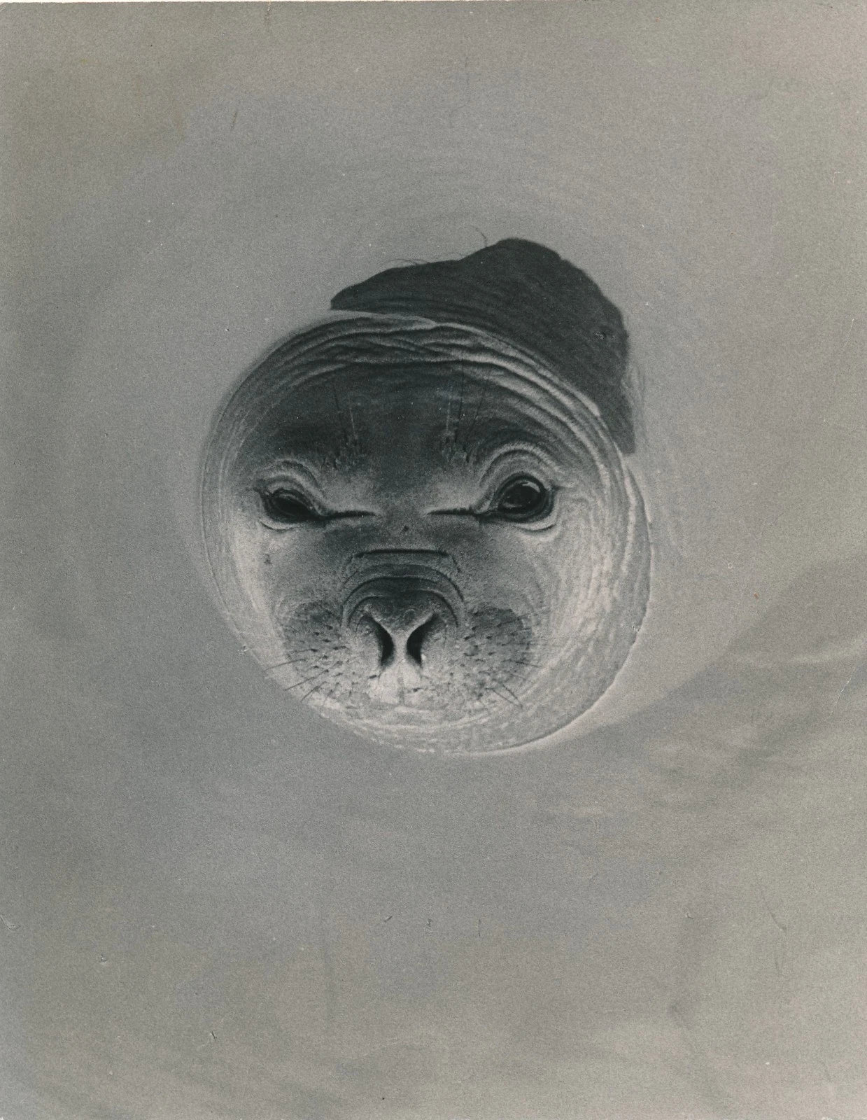 Paul Almazy (1906-2003), photographe