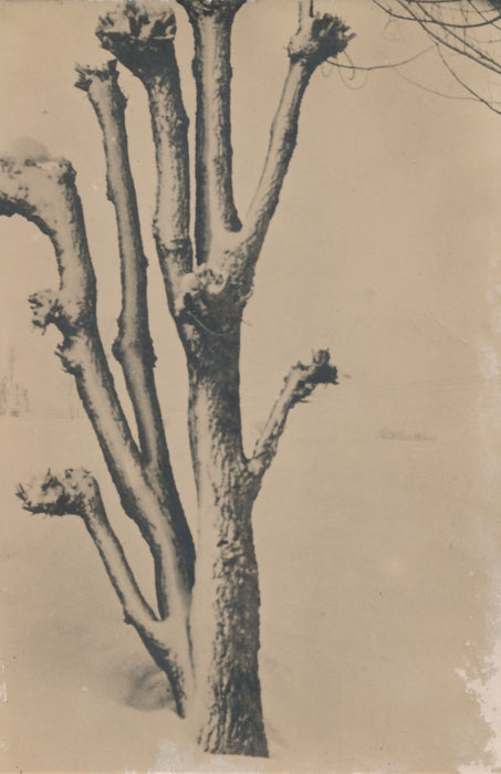 Solarisation arbre et branches photo photographie c. 1970