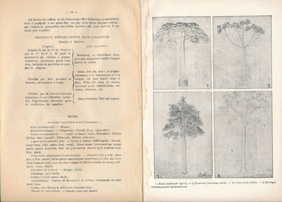 bois coloniaux Afrique dans industrie Jean Meniaud Bretonnet 1936 colonialisme