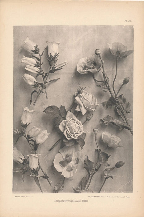 Matériaux et documents d’art décoratif 57 planches imprimées héliotypie fleur v. 1900 Armand Guérinet