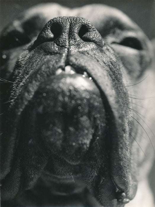 Tête de chien photo photographie museau v. 1970 gueule dent