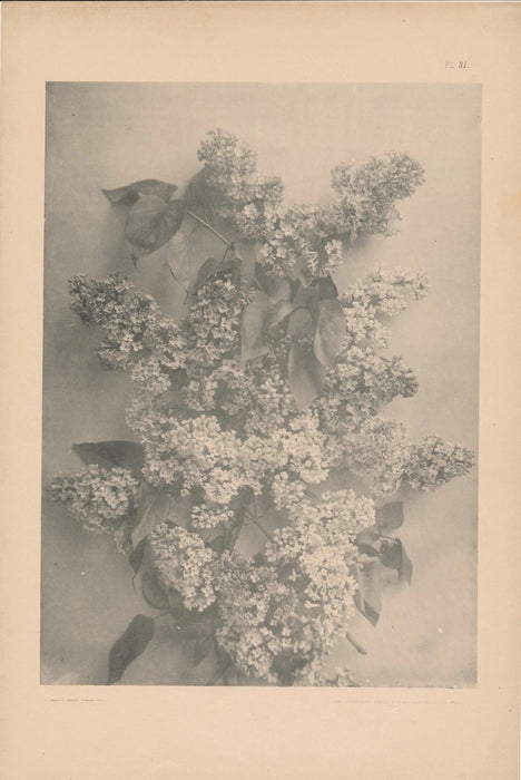 Matériaux et documents d’art décoratif 57 planches imprimées héliotypie fleur v. 1900 Armand Guérinet