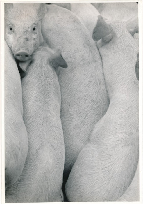 Les porcelets photo photographie époque v. 1970