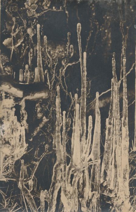 Solarisation plantes et fleurs photo photographie c. 1970