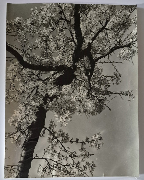 Pierre Auradon photo photographie arbre fleurs nature
