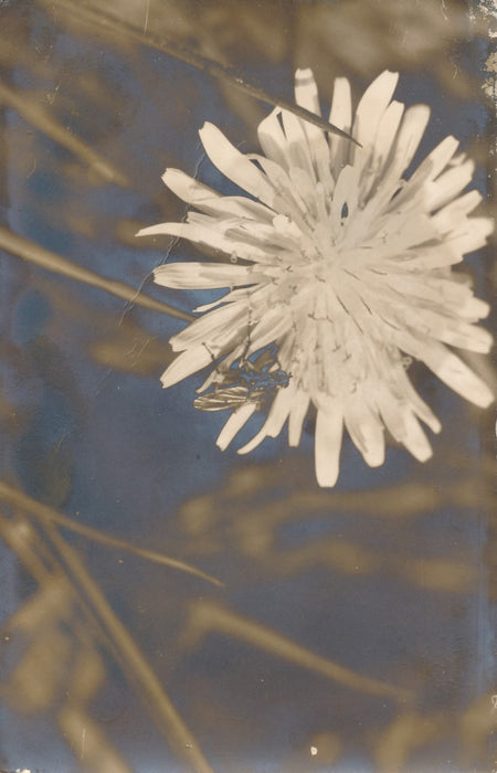 fleur photo photographie tirage sépia c. 1970