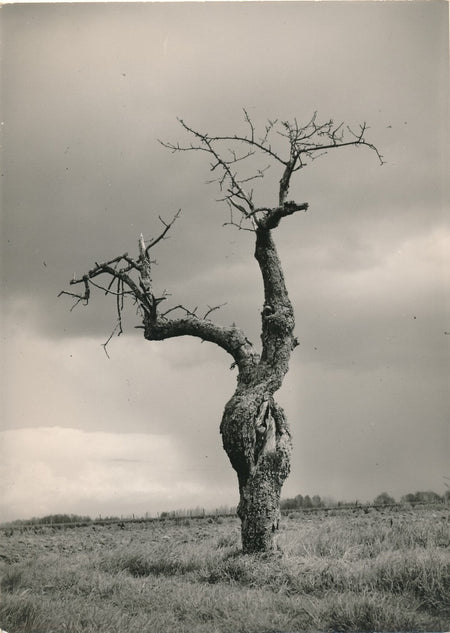 arbre 3 variations photo photographie v. 1960 nature paysage